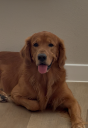 Reunited Male Dog last seen Near & Harwood, Bedford, TX 76021