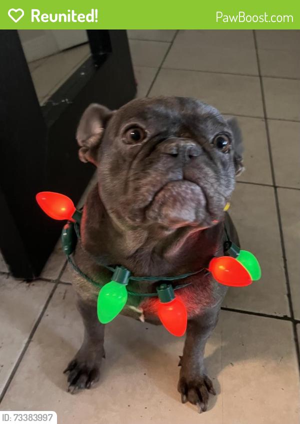 Reunited Female Dog last seen Tangelo Ave and Happiness, Pine Air, FL 33406