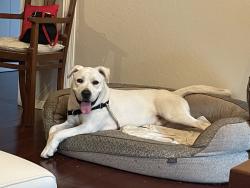 Reunited Male Dog last seen Waverly park, Mountain View, CA 94040