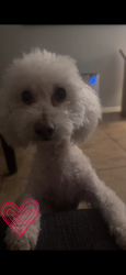 Reunited Male Dog last seen 27th Ave and Orangewood, Phoenix, AZ 85051