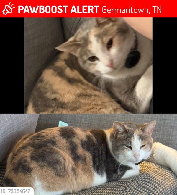 Lost Female Cat last seen Riverdale and Eastern, Germantown, TN 38138