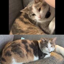 Lost Female Cat last seen Riverdale and Eastern, Germantown, TN 38138