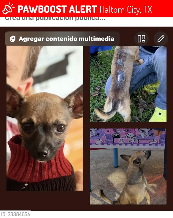 Lost Male Dog last seen Haltom city 76117, Haltom City, TX 76117