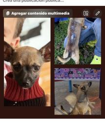 Lost Male Dog last seen Haltom city 76117, Haltom City, TX 76117