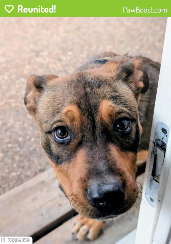 Reunited Male Dog last seen Old North Rd and Windsor, Denton, TX 76209