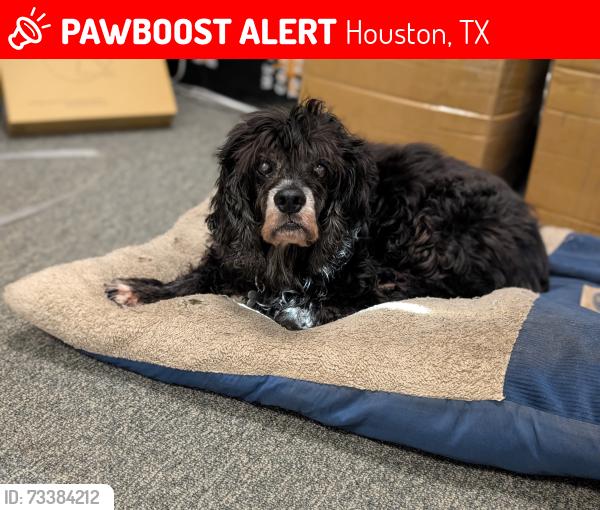 Lost Male Dog last seen Cherryhurst Park, Houston, TX 77006