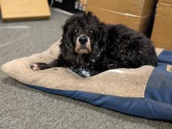 Lost Male Dog last seen Cherryhurst Park, Houston, TX 77006