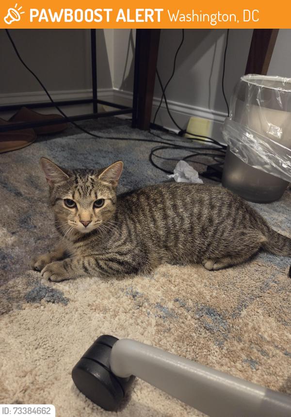 Found/Stray Male Cat last seen Orren st, Washington, DC 20002