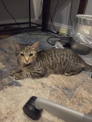 Found/Stray Male Cat last seen Orren st, Washington, DC 20002
