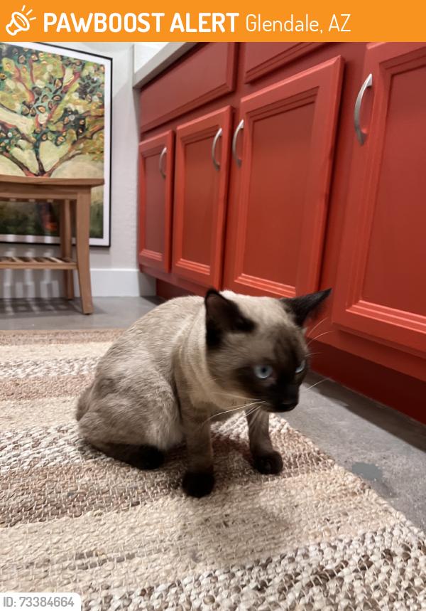 Found/Stray Unknown Cat last seen 73rd ave and orangewood, Glendale, AZ 85301