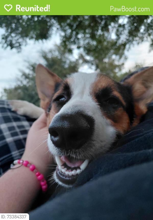 Reunited Male Dog last seen Old North Rd and Windsor, Denton, TX 76209