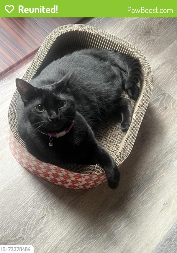 Reunited Female Cat last seen Sw 24th st Moore ok SOUTHWINDS neighborhood, Moore, OK 73170