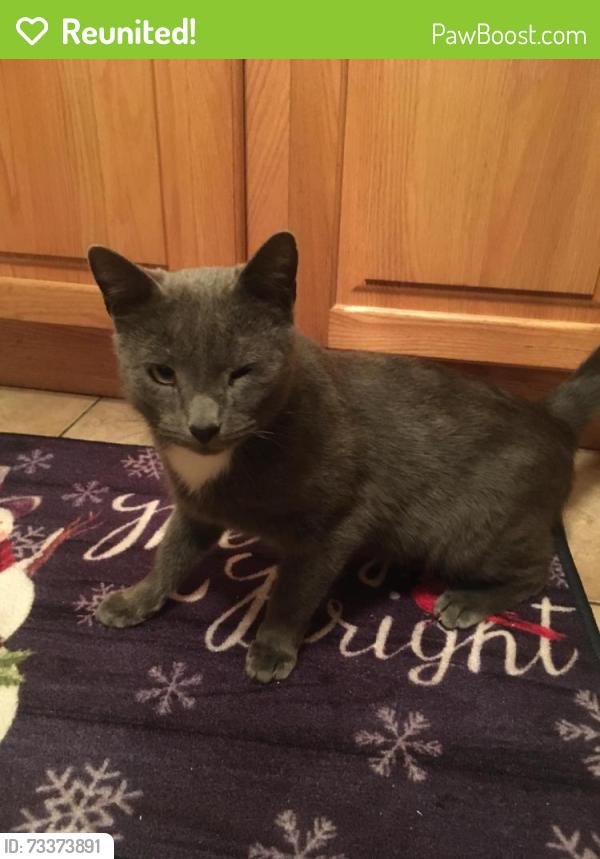 Reunited Male Cat last seen Peters Road, Cranberry Township, PA 16066