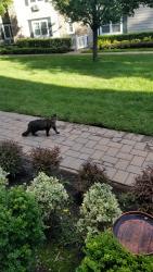 Found/Stray Unknown Cat last seen Montauk Hwy & Gillet Ave., Bayport, NY 11705