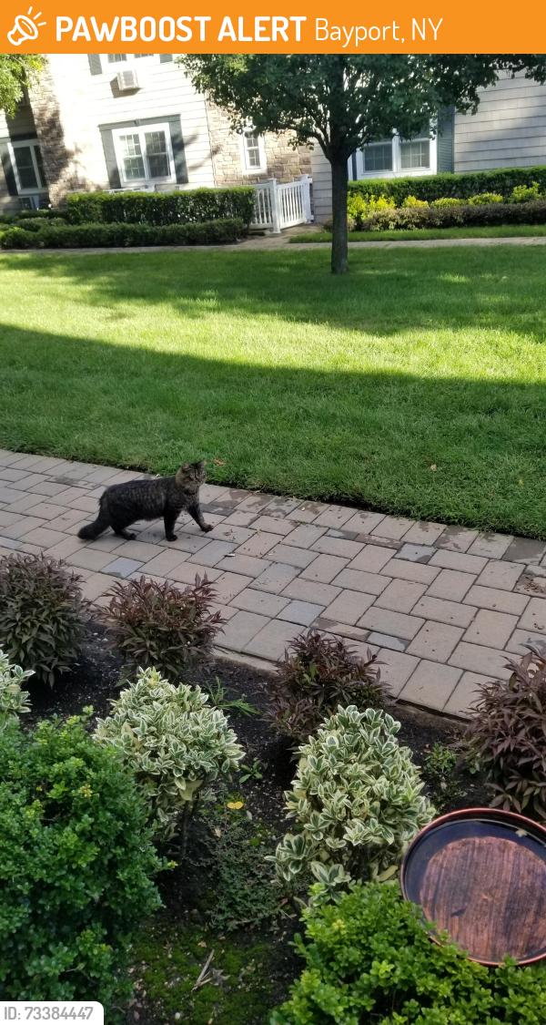 Found/Stray Unknown Cat last seen Montauk Hwy & Gillet Ave., Bayport, NY 11705