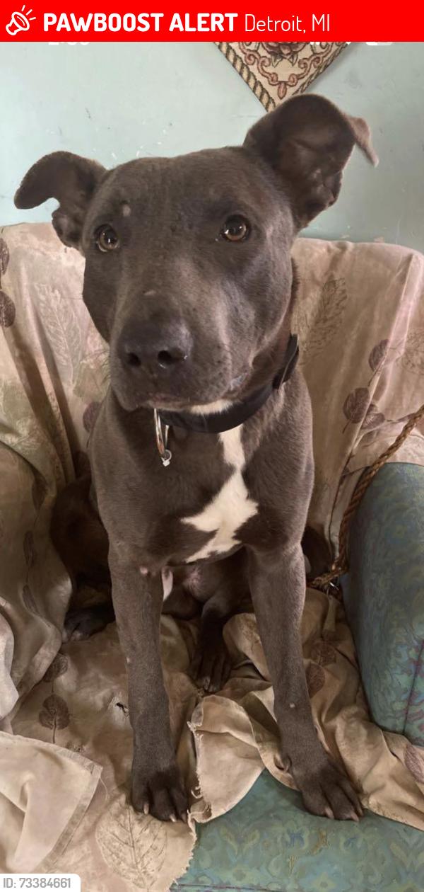 Lost Male Dog last seen Chalfonte, Detroit, MI 48238
