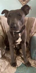 Lost Male Dog last seen Chalfonte, Detroit, MI 48238