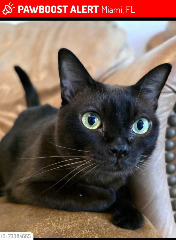 Lost Female Cat last seen Sw 112th Terrace, Miami, FL 33186
