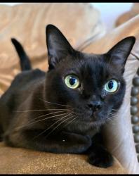 Lost Female Cat last seen Sw 112th Terrace, Miami, FL 33186