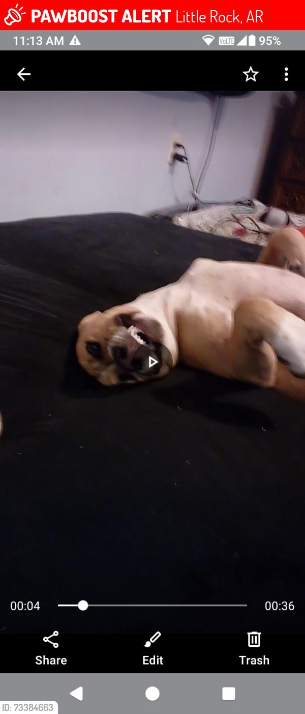 Lost Male Dog last seen Asher, Little Rock, AR 72209