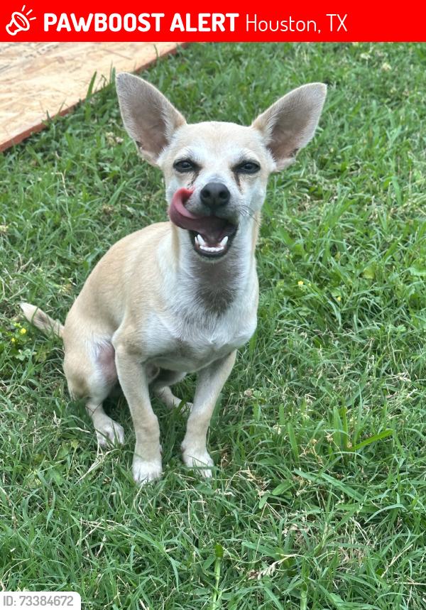 Lost Male Dog last seen Lockwood, Houston, TX 77016