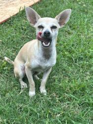 Lost Male Dog last seen Lockwood, Houston, TX 77016