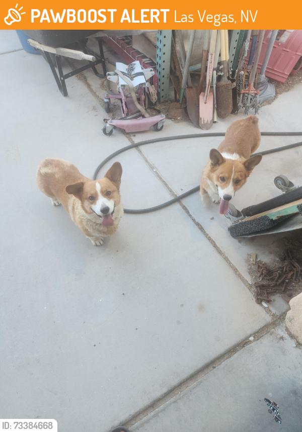 Found/Stray Unknown Dog last seen found near ann and rainbow, Las Vegas, NV 89131