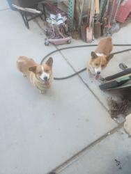 Found/Stray Unknown Dog last seen found near ann and rainbow, Las Vegas, NV 89131