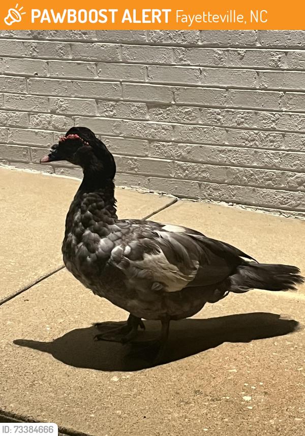 Found/Stray Unknown Bird last seen Raeford and Ireland drive, Fayetteville, NC 28304