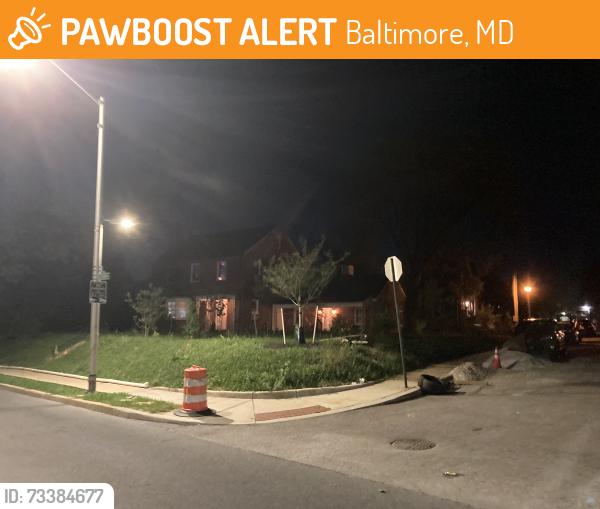 Found/Stray Unknown Cat last seen Richard N. Dixon Science Research Laboratory, Baltimore, MD 21251