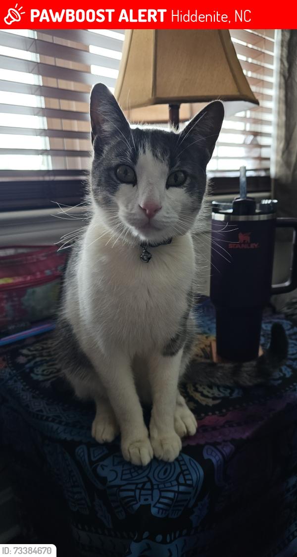 Lost Male Cat last seen Hwy 90, Cheatham Ford Rd, York Rd, Stony Point Area, Hiddenite, NC 28636