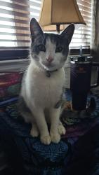Lost Male Cat last seen Hwy 90, Cheatham Ford Rd, York Rd, Stony Point Area, Hiddenite, NC 28636