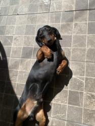 Lost Male Dog last seen Calle mandarina mz 11 lote 2 colonia granjas independencia 55290, Ecatepec de Morelos, Méx. 55290