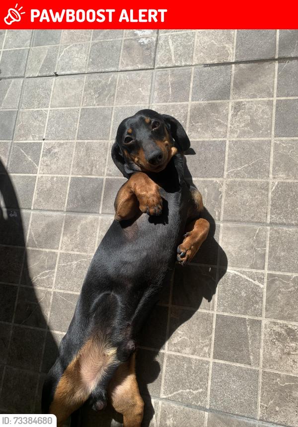 Lost Male Dog last seen Calle mandarina mz 11 lote 2 colonia granjas independencia 55290, Ecatepec de Morelos, Méx. 55290