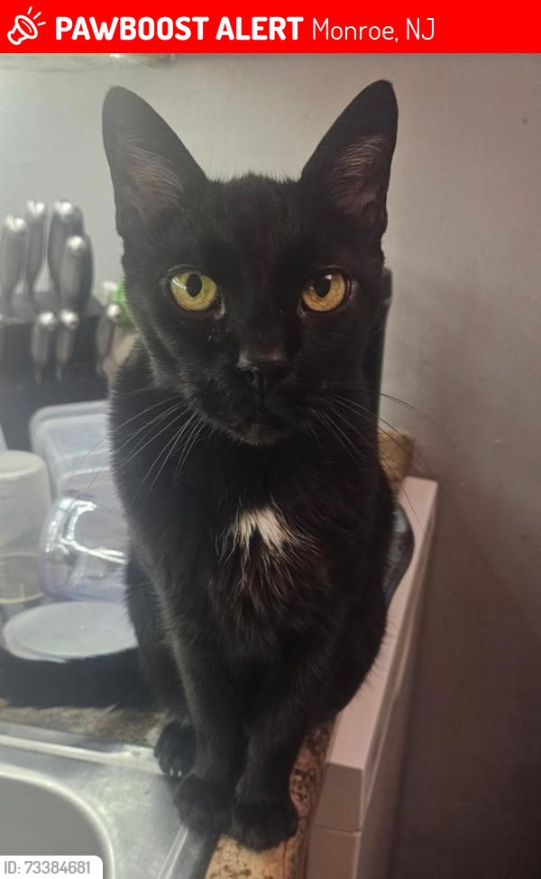 Lost Male Cat last seen Scotland run golf course williamstown, Monroe, NJ 08094