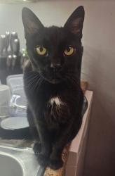 Lost Male Cat last seen Scotland run golf course williamstown, Monroe, NJ 08094
