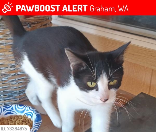 Lost Female Cat last seen 200th & 112th, Graham, WA 98338