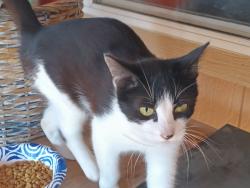 Lost Female Cat last seen 200th & 112th, Graham, WA 98338