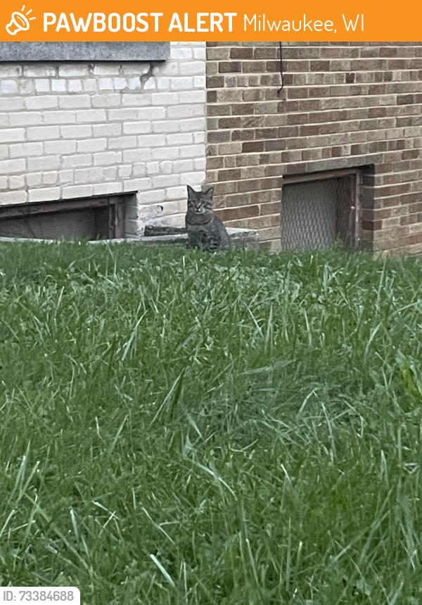 Found/Stray Unknown Cat last seen Across from wick Field tennis court, Milwaukee, WI 53208
