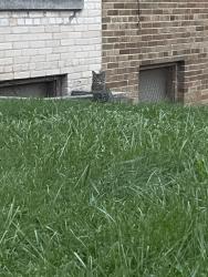 Found/Stray Unknown Cat last seen Across from wick Field tennis court, Milwaukee, WI 53208