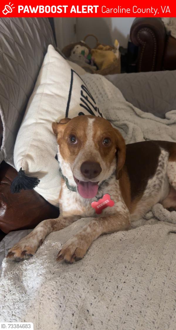 Lost Male Dog last seen Currin St, Caroline County, VA 22546