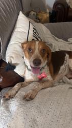 Lost Male Dog last seen Currin St, Caroline County, VA 22546