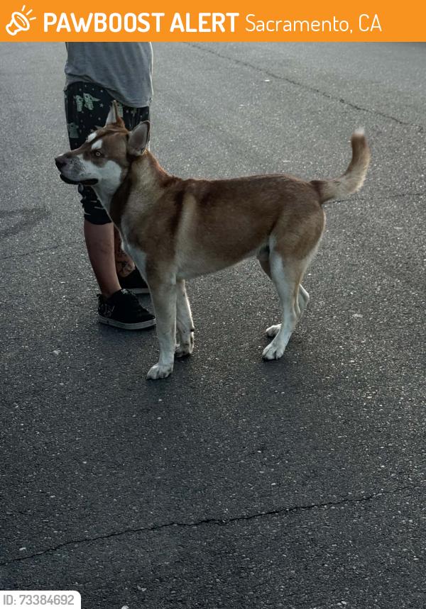 Found/Stray Male Dog last seen Lerwick Road and Country Club lane 95821, Sacramento, CA 95821