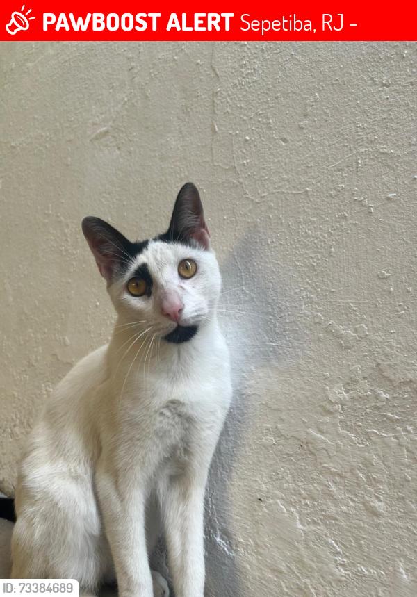 Lost Male Cat last seen Próximo da praia dona Luiza, Sepetiba, RJ 23530-156
