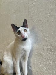 Lost Male Cat last seen Próximo da praia dona Luiza, Sepetiba, RJ 23530-156