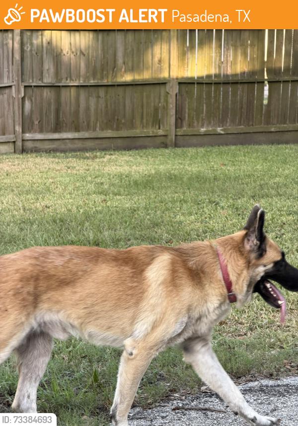Found/Stray Male Dog last seen Pansy/Holly Ave, Pasadena, TX 77503