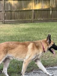 Found/Stray Male Dog last seen Pansy/Holly Ave, Pasadena, TX 77503