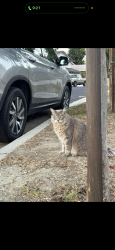 Found/Stray Unknown Cat last seen Calgrove and Wiley Canyon road, Santa Clarita, CA 91321