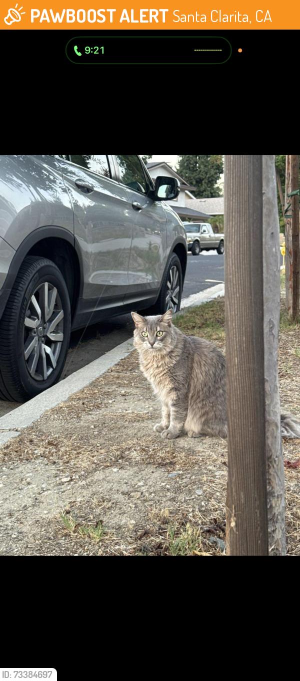 Found/Stray Unknown Cat last seen Calgrove and Wiley Canyon road, Santa Clarita, CA 91321