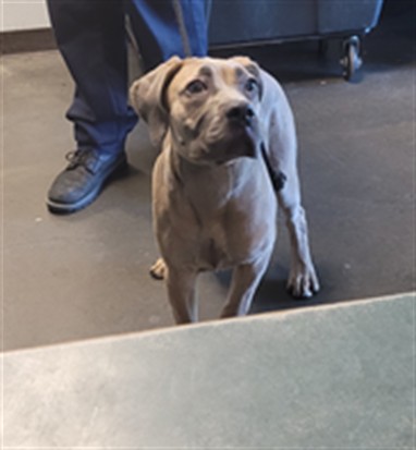 Shelter Stray Female Dog last seen , West Valley Animal Shelter, 20655 Plummer St, Chatsworth, CA 91311, USA